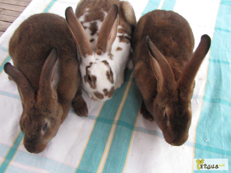 Продам кроликов породы калифорнийской,фландр,рек с.