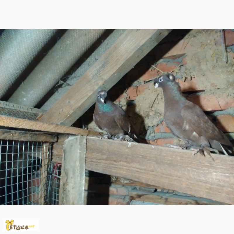 Фото 10. Двухчубые узбекские голуби