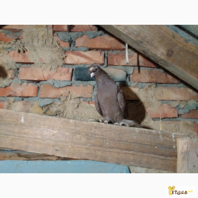 Фото 11. Двухчубые узбекские голуби