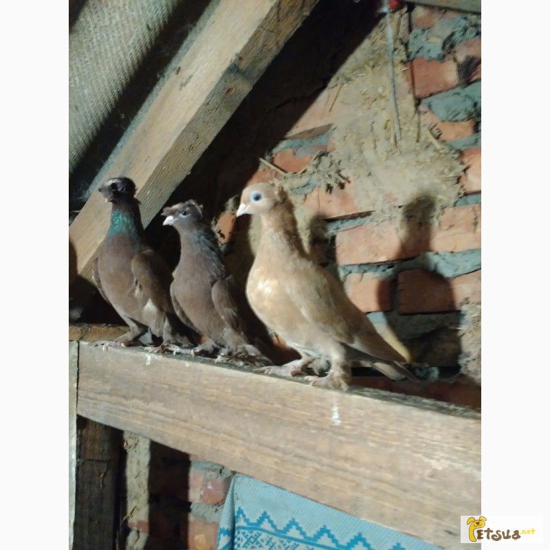 Фото 12. Двухчубые узбекские голуби