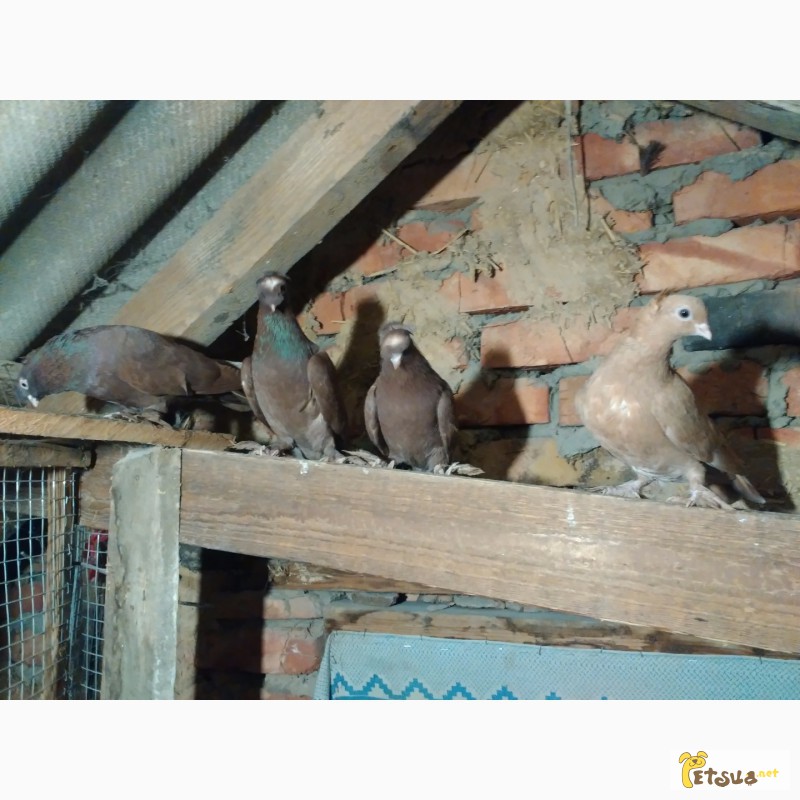 Фото 13. Двухчубые узбекские голуби