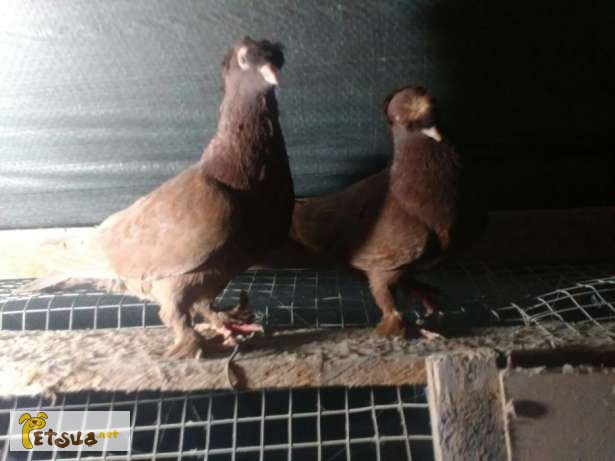 Фото 3. Двухчубые узбекские голуби