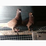 Двухчубые узбекские голуби