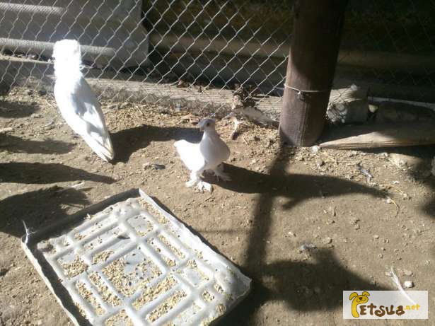 Фото 4. Двухчубые узбекские голуби