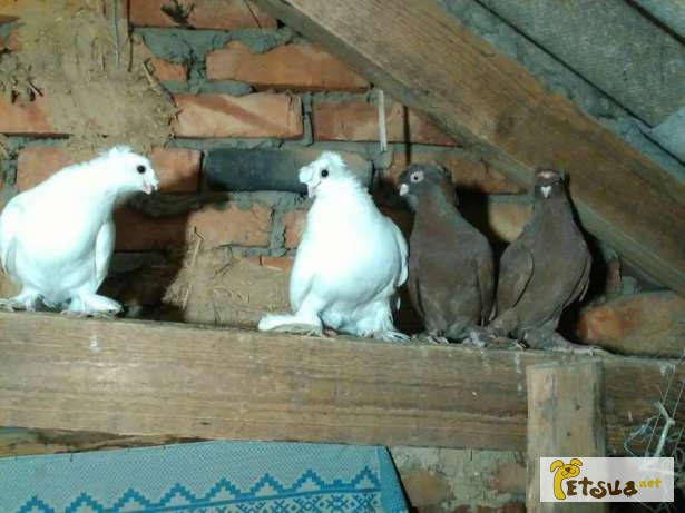Фото 5. Двухчубые узбекские голуби