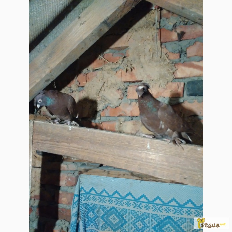 Фото 9. Двухчубые узбекские голуби