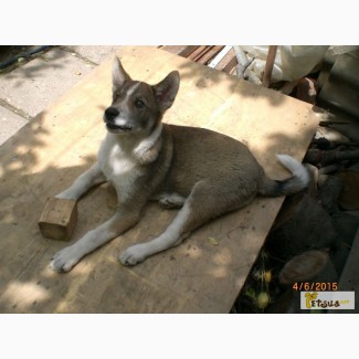 Продам щенка Западно Сибирской Лайки