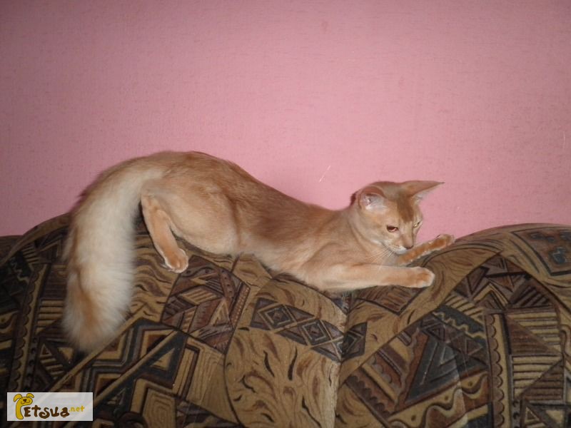 Фото 1/1. Шикарный котик сомали