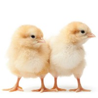 Продам Яйце для інкубації Редбро. М’ясо-яєчні кури Редбро