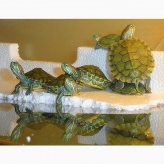 Черепахи – одни из самых древних рептилий, которые обитают на Земле