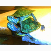 Черепахи – одни из самых древних рептилий, которые обитают на Земле