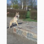 Чехословацкий влчак (волчак)(Czeslovakian Wolfdog)