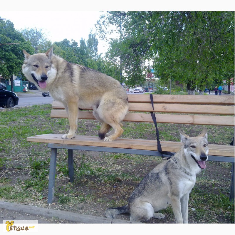 Фото 8. Чехословацкий влчак (волчак)(Czeslovakian Wolfdog)