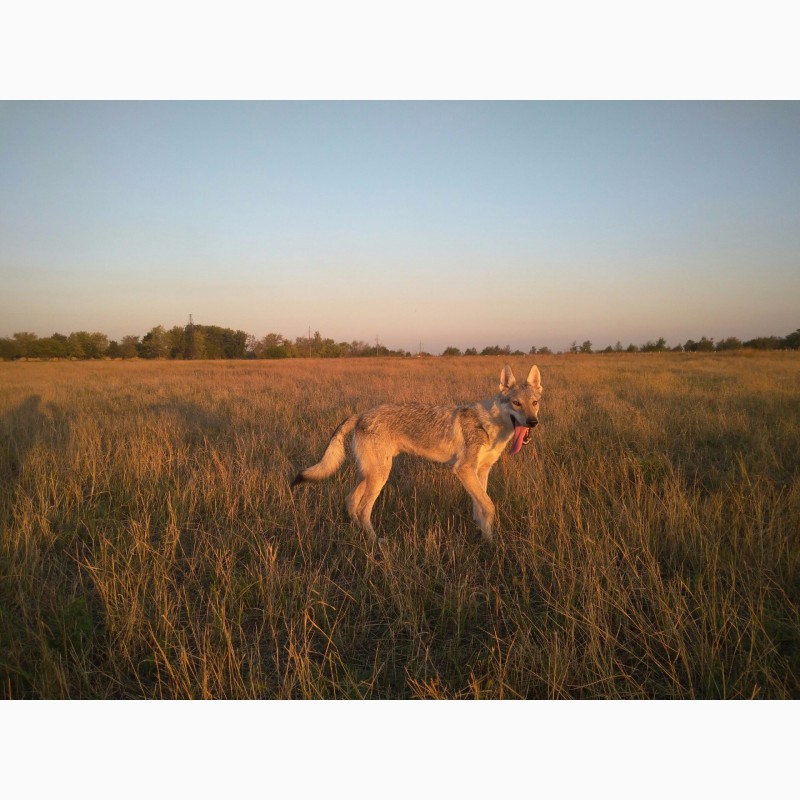 Фото 1/8. Чехословацкий влчак (волчак)(Czeslovakian Wolfdog)