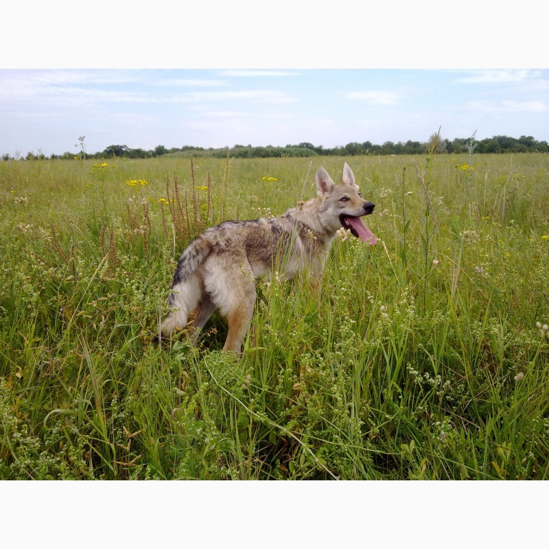 Фото 3. Чехословацкий влчак (волчак)(Czeslovakian Wolfdog)