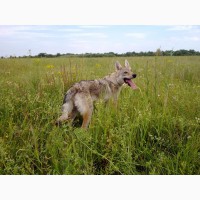 Чехословацкий влчак (волчак)(Czeslovakian Wolfdog)