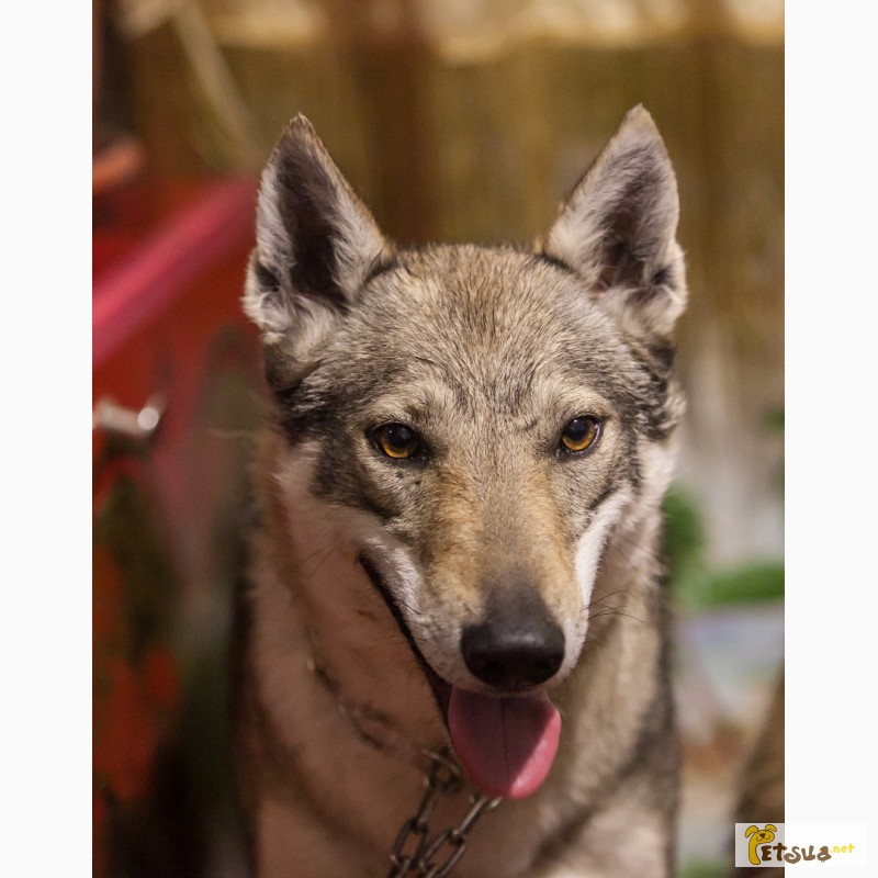 Фото 4. Чехословацкий влчак (волчак)(Czeslovakian Wolfdog)