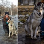 Чехословацкий влчак (волчак)(Czeslovakian Wolfdog)