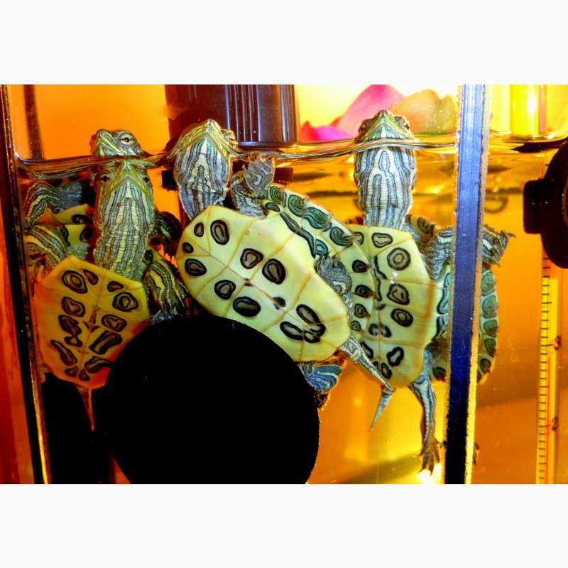 Фото 4. Игривые, добрые малыши красноухой черепахи купить сегодня с доставкой
