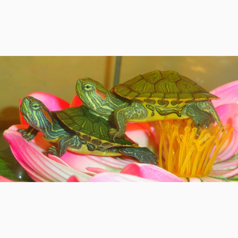 Фото 5. Игривые, добрые малыши красноухой черепахи купить сегодня с доставкой