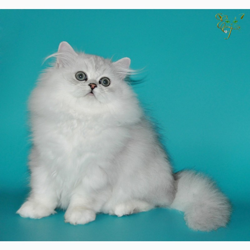 Фото 2. Персидские котята