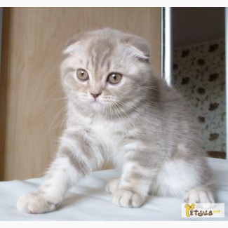 Продается шотландский вислоухий котенок, окраса лиловый мрамор.