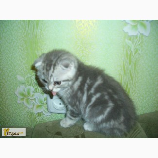 Продам котёнка Скоттиш-Фолд, окрас голубой мрамор