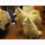 Продается алиментный щенок самоеда КСУ (самоедская собака)
