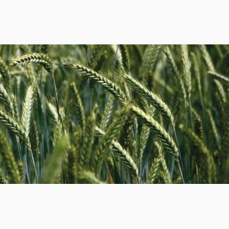 Пшениця озима Лист 25