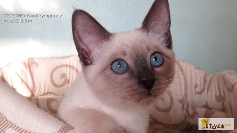 Тайские котята. Элита породы. д.р. 12.07.2015