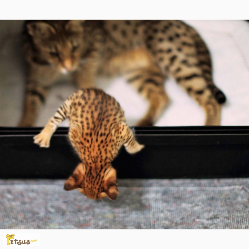 Фото 2. Экзотические котята Serval, Каракал, Саванна доступны
