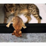 Экзотические котята Serval, Каракал, Саванна доступны