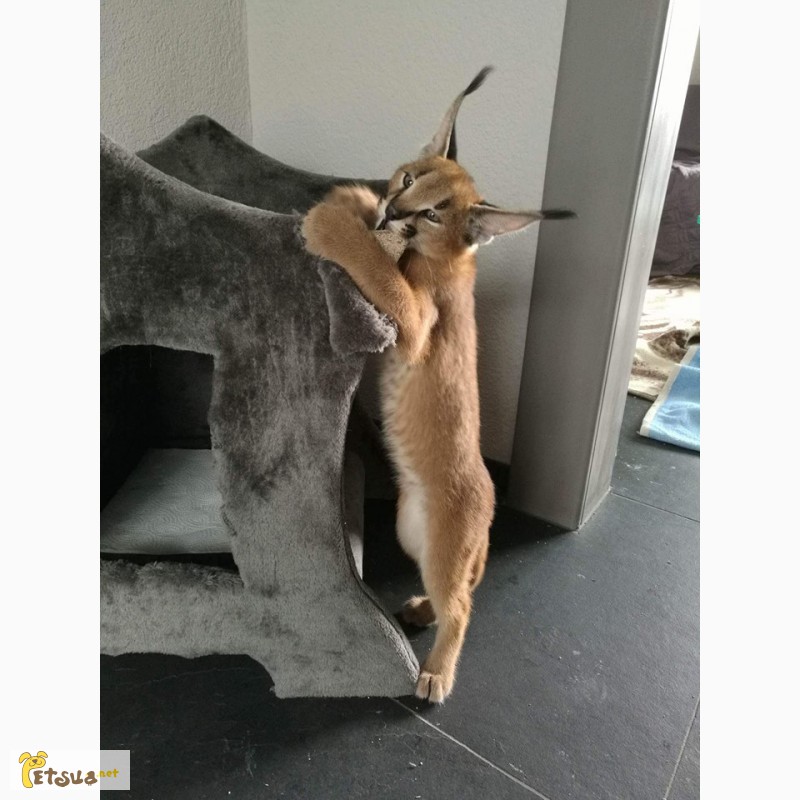 Фото 3. Экзотические котята Serval, Каракал, Саванна доступны