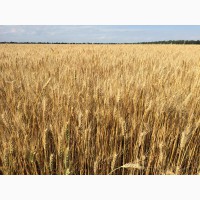Пшениця озима ЗЛАТОГЛАВА, насіння пшениці