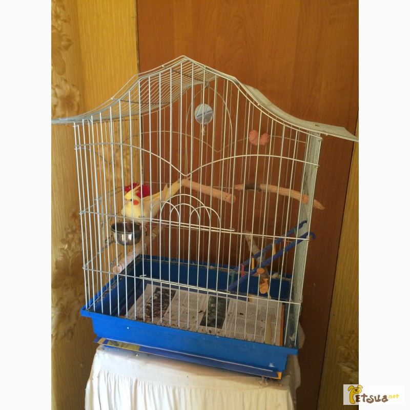 Продам попугая кореллу мальчика 1, 5 года с клеткой