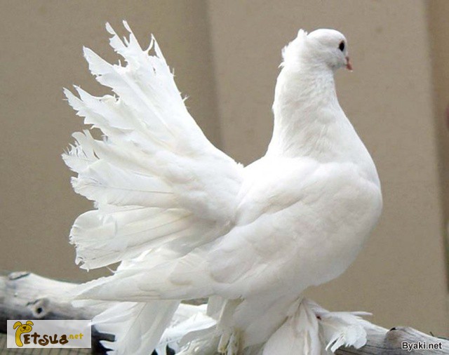 Фото 1/4. Белые голуби для випускания на свадьбы и другие праздники