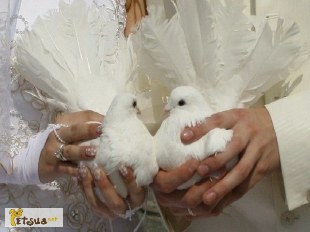 Фото 2. Белые голуби для випускания на свадьбы и другие праздники