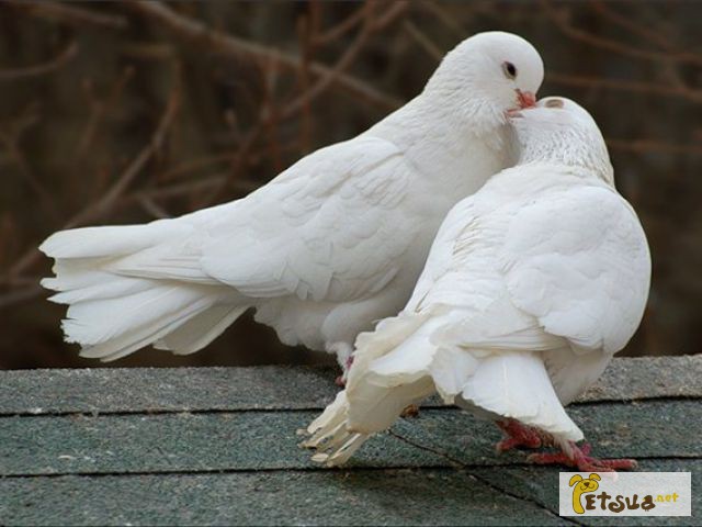 Фото 3. Белые голуби для випускания на свадьбы и другие праздники