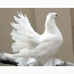 Белые голуби для випускания на свадьбы и другие праздники