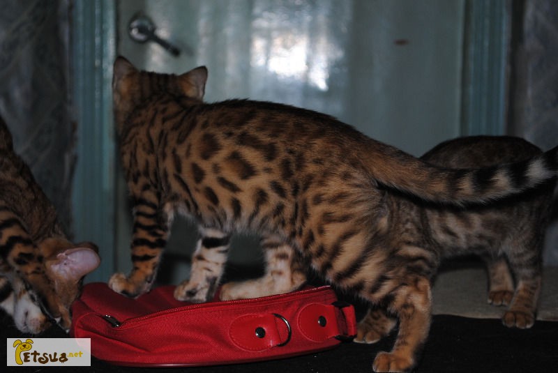 Фото 1/1. Бенгальские котята розетка на золоте