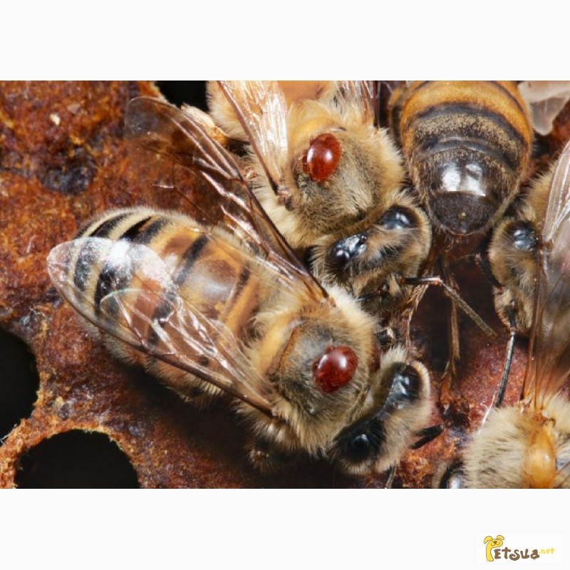Фото 5. Варотом для защиты пчел