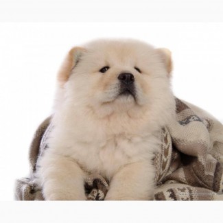 Top quality male and female CHOW CHOW puppies