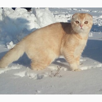 Снежный барс! Продается будущий племенной котик производитель scottish fold редкого тикиро