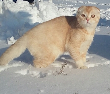 Фото 1/1. Снежный барс! Продается будущий племенной котик производитель scottish fold редкого тикиро