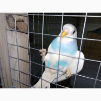 Продам попугаев различных пород