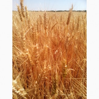 Пшениця озима АМПЕР, насіння озимої пшениці