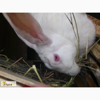 Продам кроликов «белый великан»