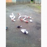 Николаевские летные голуби
