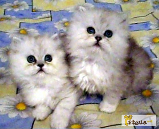 Элитные котята, персы, серебристые шиншиллы