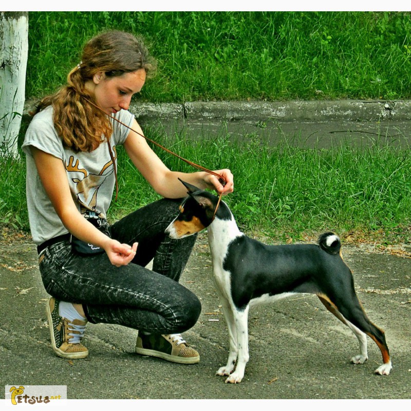 Фото 7. Продаётся элитный щенок-кобель басенджи (африканской нелающей собаки)